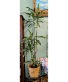 Janet Craig Dracaena Plant *Ugly Plant Sale  Only 1 available in store NOW reg. $149.95