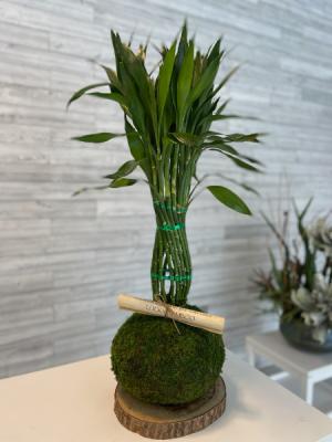 Japanese Sphere kokedama planter Bonsai