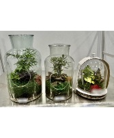 Jar/Cloche Terrarium  Terrarium 