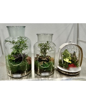 Jar/Cloche Terrarium  Terrarium 