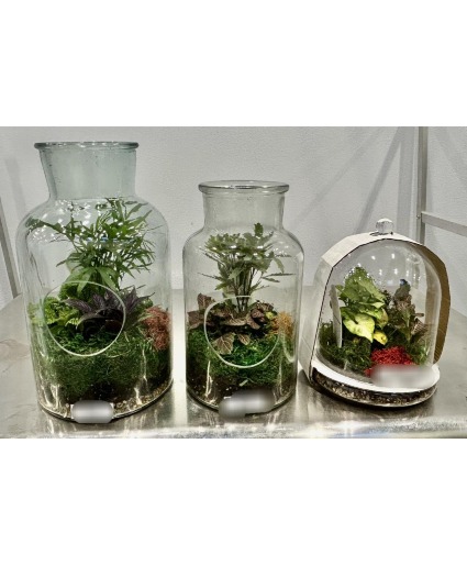 Jar/Cloche Terrarium  Terrarium 