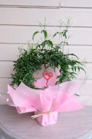 Jasmine Hoop