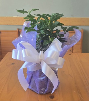 Jasmine Plant