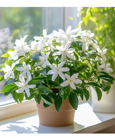 Jasmine  Plant Jasmine House Plant