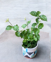 Jasmine Potted Plant Plant 