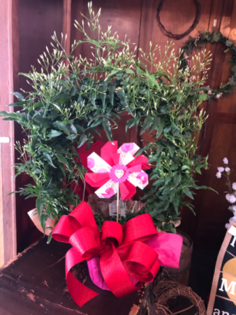 Jasmine Wreath Plant
