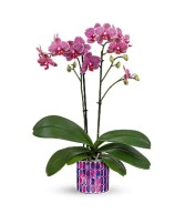 Jewel Shine Orchid 