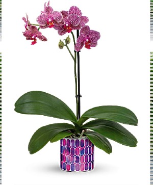 Jewel Shine Orchid PLANT