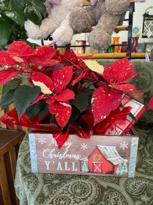 Jingle Bell Poinseta gift box Christmas