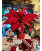 Jingle Bell Poinsettia 4" Holiday Blooming Plant