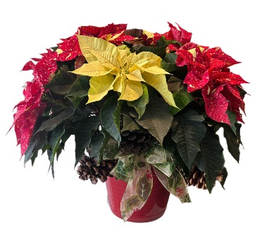 Jingle Bell Poinsettia  in Fort Worth, TX | DAVIS FLORAL DESIGNS