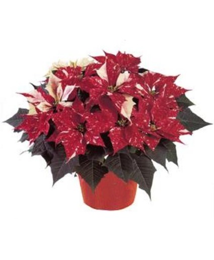 Red Glitter Poinsettia Blooming Plant