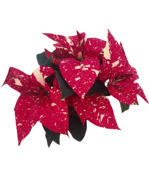 Jingle Bell Poinsettia Blooming Plant