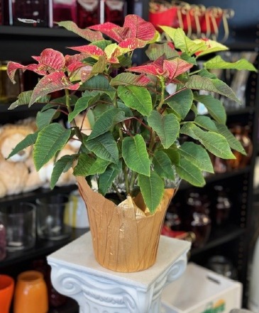 Jingle Bell Poinsettia Christmas in Acworth, GA | Davis Flowers