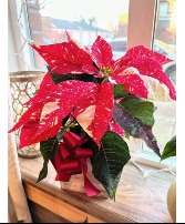 Candy Cane Poinsettia Christmas Bloomer