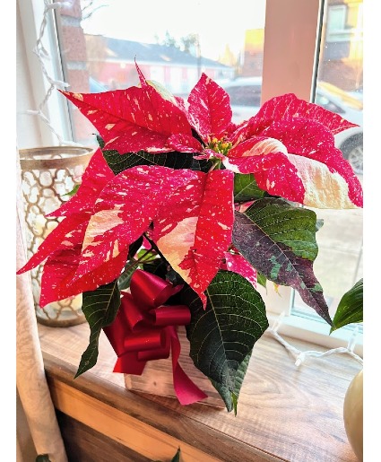 Candy Cane Poinsettia Christmas Bloomer