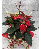 6" Poinsettia - Jingle Bell Holiday Flowering Plant