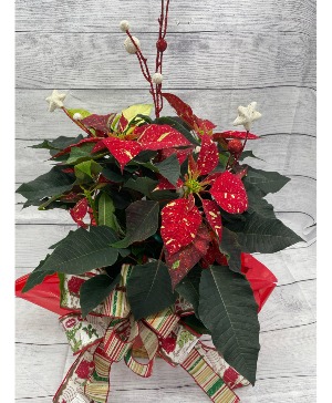 6" Poinsettia - Jingle Bell Holiday Flowering Plant