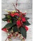 6" Poinsettia - Jingle Bell Holiday Flowering Plant
