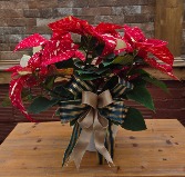Jingle Bells Poinsettia 