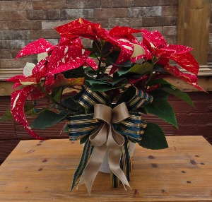 Jingle Bells Poinsettia 