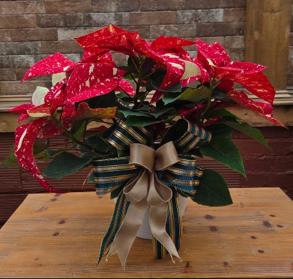 Jingle Bells Poinsettia 