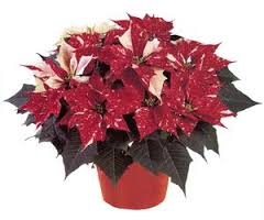 Jingle Bells Red and White Splashed Poinsettia Plant *ON SALE*