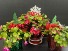 Jingle Bloom Christmas Cactus