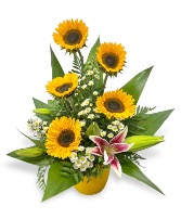 Golden Girl sunflowers