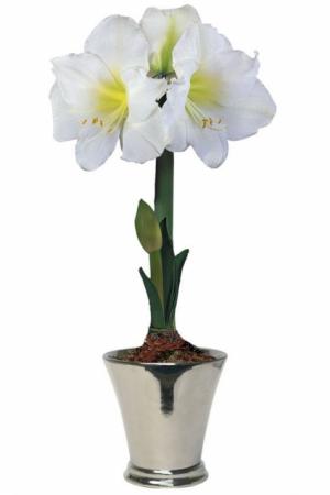 JOY White Amaryllis in East York, ON | FETE BOUTIQUE FLORAL + EVENTS/ VAN BASSEN FLOWERS JOY White Amaryllis in East York, ON | FETE BOUTIQUE FLORAL + EVENTS/ VAN BASSEN FLOWERS
