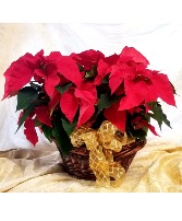 Joyful Poinsettias 