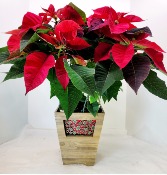 Joyful Tidings Poinsettia Plant 