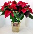 Joyful Tidings Poinsettia Plant 