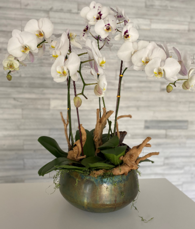 Joyful Orchids  