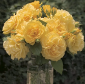 Julia Child 5 gallon - Floribunda