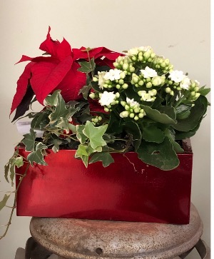 Julie’s Metal Christmas planter Dishgarden