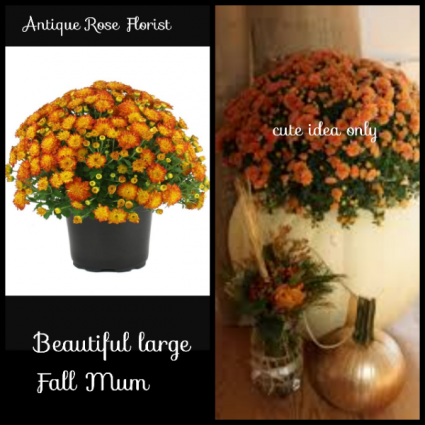 Jumbo Fall Mum W/ Basket, Fall Bow & Fall Accents Live Blooming Plant