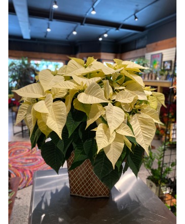 Jumbo White Pointsettia  Flowering Plant in South Milwaukee, WI | PARKWAY FLORAL INC.