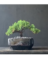 Juniper - 3 years Old - 7 inches Bonsai Elegance - Juniper - Tree of Resilience & Longevity