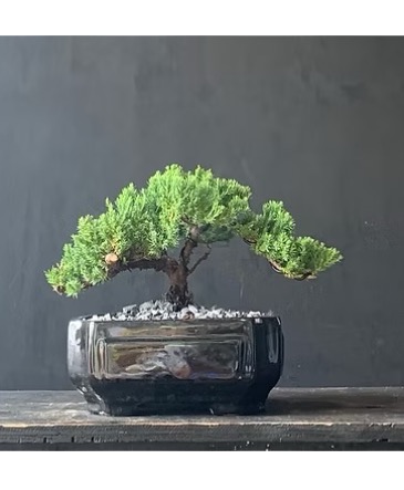 Juniper - 3 years Old - 7 inches Bonsai Elegance - Juniper - Tree of Resilience & Longevity in Cape Coral, FL | ENCHANTED FLORIST OF CAPE CORAL Juniper - 3 years Old - 7 inches Bonsai Elegance - Juniper - Tree of Resilience & Longevity in Cape Coral, FL | ENCHANTED FLORIST OF CAPE CORAL