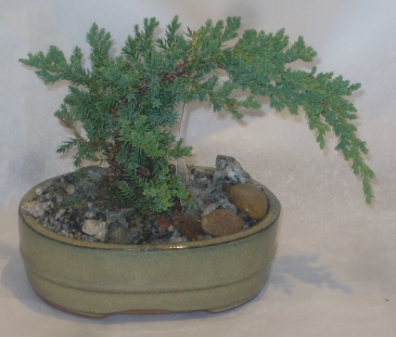 JUNIPER BONSAI House Plant