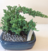 Bonsai Tree - Juniper Plant
