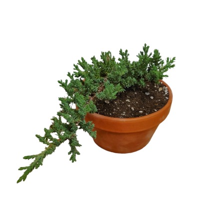 Juniper Bonsai Tree Plants