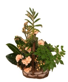 Category Image