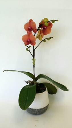Just Peachy Potted Orchid Plant