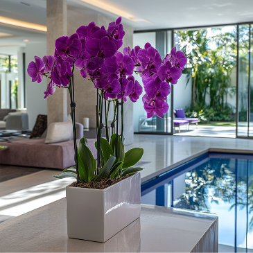 Just Purple in Coconut Grove, FL | Luxury Flowers Just Purple in Coconut Grove, FL | Luxury Flowers