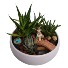 Justine Fairy Dish Garden Plant