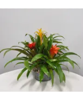 K 409 Exotic Bromeliad  Blooming Plants