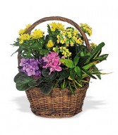  BLOOMING  GARDEN BASKET VARIETY OF PLANTS 