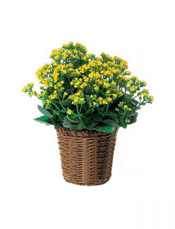 Kalancho Blooming Plants